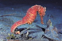 Spotted or Yellow seahorse {Hippocampus kuda} Sulawesi Indonesia. Colour variation sequence
