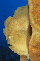 Anglerfish / Giant Frogfish {Antennarius commerson} head profile, Sulawesi, Indonesia
