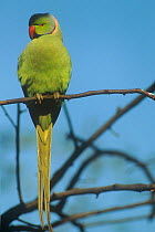 Alexandrine parrot {Psittacula eupatria} Keoladeo Ghana / Bharatpur NP, Rajasthan, India