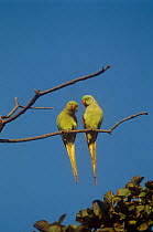 Alexandrine parrot {Psittacula eupatria} pair perched, Keoladeo Ghana / Bharatpur NP, Rajasthan, India