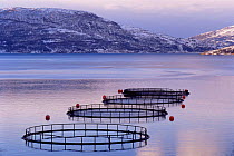 Salmon farm pens out in water, Narvik, Norway, Europe