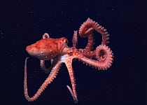 White spotted octopus {Octopus macropus} Red Sea