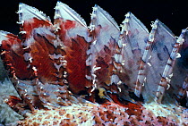 Tassled scorpionfish close-up of dorsal spines. Red Sea {Scorpaenopsis oxycephala}