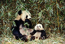 Giant panda mother and baby {Ailuropoda melanoleuca} Wolong valley, China