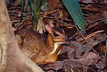 Lesser Malay mouse deer {Tragulus javanicus} occurs in SE Asia