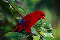 Red lory {Eos bornea} ocurrs Moluccas and Kai Islands