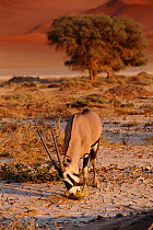 Gemsbok feeding on wild melon {Oryx gazella gazella} in desert Sossusvlei, Namibia