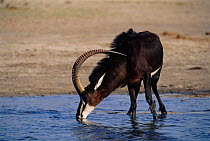Sable antelope male drinking {Hippotragus niger} Makololo, Zimbabwe