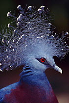 Crowned pigeon head portrait {Goura sp} occurs in  New Guinea and Ass Is.