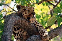 Leopard resting in tree {Panthera pardus} Okavango delta, Botswana