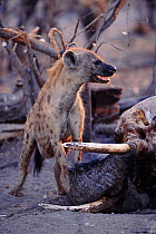 Spotted hyaena at elephant carcass {Crocuta crocuta} Savuti, Botswana
