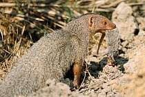 Small Indian mongoose with mouse prey {Herpestes auropunctatus} Keoladeo Ghana NP India