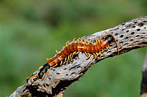 Giant desert centipede {Scolopendra heros} Green valley, Arizona, USA