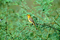 Hooded oriole female singing {Icterus cucullatus} Green valley, Arizona, USA