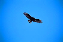 Zone tailed hawk soaring {Buteo albonotatus} Arizona, USA