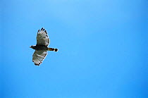 Grey hawk soaring {Buteo nitidus} Arizona, USA