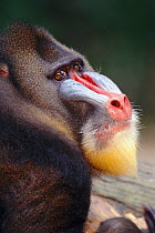 Mandrill head portrait male {Mandrillus sphinx} occurs West Africa forests