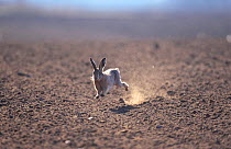 European hare running on ploughed land {Lepus europaeus} Breckland, Norfolk, UK