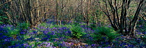 Panoramic view of Bluebell woods {Hyacinthoides non-scripta} Sevenoaks, Kent, UK