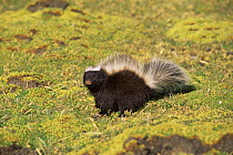 Hog nosed skunk {Conepates humboldtii} Seno Otway, Chile