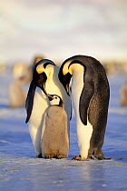 Pair of adult Emperor penguins {Aptenodytes forsteri} one feeding chick, Weddell Sea, Antarctica