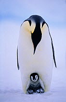 Emperor penguin {Aptenodytes forsteri} brooding chick on feet Weddell Sea, Antarctica