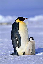 Emperor penguin {Aptenodytes forsteri} with chick at feet Weddell Sea, Antarctica