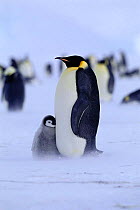 Adult Emperor penguin {Aptenodytes forsteri} with chick at feet huddling for warmth, Weddell Sea, Antarctica