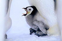 Emperor penguin chick {Aptenodytes forsteri} brooding on adults feet calling for food, Weddell Sea, Antarctica