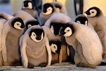 Emperor penguin chicks {Aptenodytes forsteri} huddled together for warmth, Weddell Sea, Antarctica