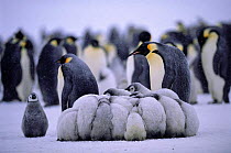 Emperor penguin chicks {Aptenodytes forsteri} huddled together for warmth Weddell Sea, Antarctica