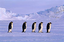 Emperor penguins {Aptenodytes forsteri} returning to their colony walking in a line across the sea ice, Weddell Sea, Antarctica