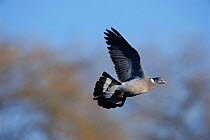 Wood pigeon {Columba palumbus} in flight UK