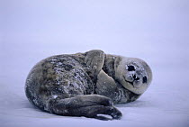 Weddell seal pup {Leptonychotes weddelli} on ice Weddell Sea, Antarctica