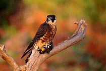 Australian hobby {Falco longipennis} with New Holland Honeyeater prey. Australia