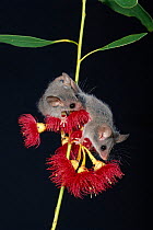 Little pygmy possums {Cercarteus lepidus} on flowers, native to the forests of South East Australia & Tasmania