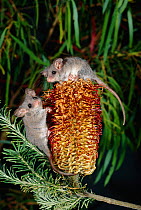 Little pygmy possums {Cercarteus lepidus} on banksia flower head, native to the forests of South East Australia & Tasmania
