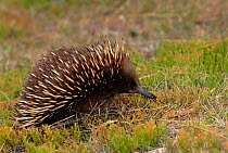 Tasmanian race of Short beaked echidna {Tachyglossus aculeatus}, a monotreme, native to Australia and Tasmania. Echidnas locate their prey by detecting weak electrical fields around the snout, they al...