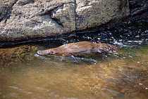 Platypus swimming in water {Ornithornhynchus anatinus} native to East Australia and Tasmania. Poisonous monotreme mammal that lays eggs and then incubates them in a burrow.