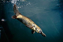 Platypus {Ornithornhynchus anatinus} swimming underwater native to East Australia and Tasmania. A poisonous monotreme mammal that lays eggs and incubates them in a burrow.