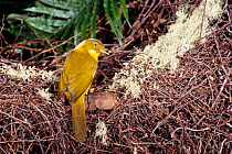 Golden bowerbird {Prionodura newtoniana} at bower in high altitude Rainforest, tropical North East Queensland, Australia.