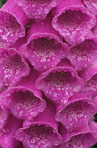 Close-up of Common foxglove {Digitalis purpurea}flower covered in water droplets. Klikhampton, UK