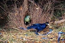 Pair of Satin bowerbirds {Ptilonorhynchus violaceus} at bower East Australia. Female in bower, male displaying to her using blue ornaments. Satin Bowerbirds collect blue and yellow ornaments and the m...