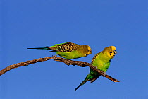 Pair of Budgerigars {Melopsittacus undulatus} on branch, Arid woodlands, Australia