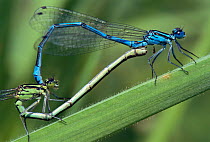Azure damselflies mating {Coenagrion puella} Cornwall, UK. Damselflies have brushes on their penises that they use to scoop rival sperm from the female's reproductive tract, thereby ensuring pate...