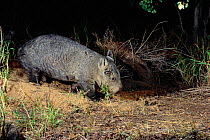 Northern hairy nosed wombat {Lasiorhinus kreffti} feeding on ground, central Queensland, Australia. The only known picture of this Critically Endangered species in the wild from sole population in Epp...
