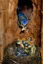 Blue tit {Parus caeruleus} feeds chicks in nest inside tree trunk. Species found in wooded habitats of Europe and North Africa.