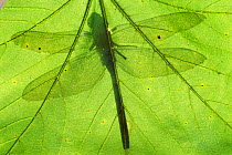 Emperor dragonfly {Anax imperator} silhouette seen through leaf. Cornwall, UK