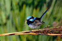 Portrait of Blue or Superb fairy wren {Malurus cyaneus} found in South East Australia and Tasmania in forests, swamps and gardens.