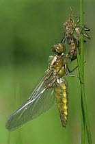 Broad bodied chaser dragonfly {Libellula depressa} adult just emerged from nymphal case, Cornwall, UK